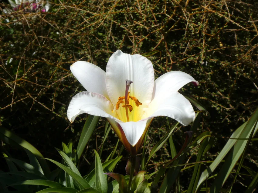 Your Garden’s Best Feature After Dark? Darkness Itself.